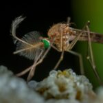 Detailed macro image of a male mosquito with vibrant green eyes