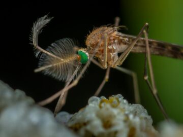 Detailed macro image of a male mosquito with vibrant green eyes