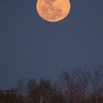 A vivid full moon rising above a dark forest silhouette in Florida at night.