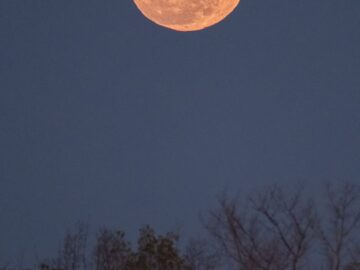 A vivid full moon rising above a dark forest silhouette in Florida at night.