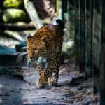 A leopard gracefully walks through a sunlit outdoor habitat, displaying its camouflage and elegant coat pattern.