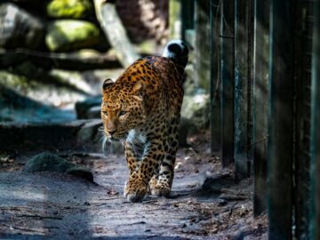 A leopard gracefully walks through a sunlit outdoor habitat, displaying its camouflage and elegant coat pattern.
