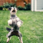 Cute Schnauzer dog jumping for a treat in a London garden, showcasing agility and playfulness.