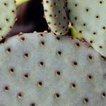 Detailed macro shot of prickly pear cactus pads with visible spikes.