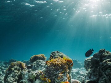 Explore the vibrant coral reefs and diverse marine life in the crystal-clear waters of the Maldives.