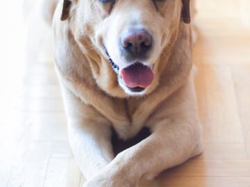 Charming Labrador Retriever lying on wooden floor, exuding warmth and friendliness.