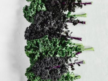 A vertical shot of fresh green and purple kale leaves on a white background.