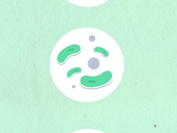 Top view of round and oval shaped cardboard appliques representing assorted germs on green background