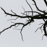 Moody monochrome image of bare tree branches against a gray sky, highlighting texture and minimalism.