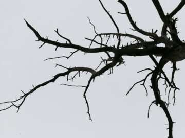 Moody monochrome image of bare tree branches against a gray sky, highlighting texture and minimalism.