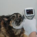 Vet using infrared thermometer on a dog for temperature check in clinic
