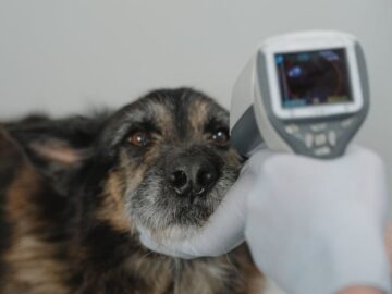 Vet using infrared thermometer on a dog for temperature check in clinic