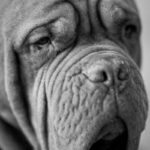 Monochrome close-up portrait of a Dogue de Bordeaux displaying its characteristic wrinkles.