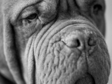 Monochrome close-up portrait of a Dogue de Bordeaux displaying its characteristic wrinkles.