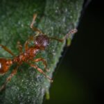 Detailed macro photography capturing an ant on a leaf, showcasing its intricate features.