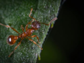 Detailed macro photography capturing an ant on a leaf, showcasing its intricate features.