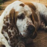 Adorable Basset Hound lying on tiled floor, enjoying a sunny day outdoors.