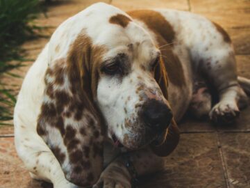 Adorable Basset Hound lying on tiled floor, enjoying a sunny day outdoors.