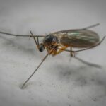 Wild gall midge with long antennae on hairy head and translucent wings with legs crawling on white surface in aquarium