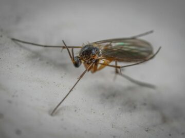 Wild gall midge with long antennae on hairy head and translucent wings with legs crawling on white surface in aquarium