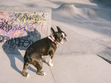 A Boston Terrier stands on concrete with colorful graffiti in a skate park.