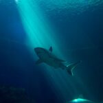 A mesmerizing shark glides gracefully beneath sunlit waters, capturing the essence of marine life.