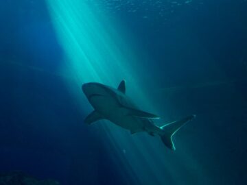 A mesmerizing shark glides gracefully beneath sunlit waters, capturing the essence of marine life.