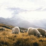 Flock of sheep grazing in a Zermatt meadow with the Matterhorn in the distance.