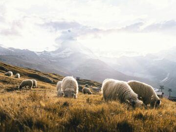 Flock of sheep grazing in a Zermatt meadow with the Matterhorn in the distance.