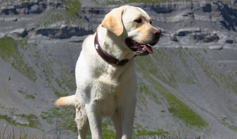 Swiss Mountain Dog vs. Bernese Mountain Dog: Key Differences in Mountain Breeds