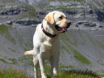 A labrador retriever enjoys the sunny outdoors in the Swiss Alps at Leukerbad.