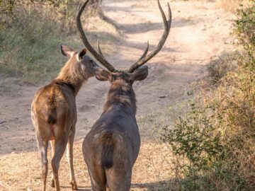 Two Sambar deer walking on a dirt path in a wildlife sanctuary in Rajasthan, India.