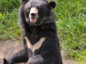 Close-up of an Asiatic black bear standing upright in a grassy setting.