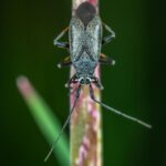 Close-up view of a tiny beetle perched on a green grass stem, highlighting its detailed features.
