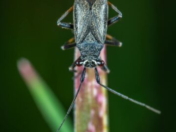 Close-up view of a tiny beetle perched on a green grass stem, highlighting its detailed features.