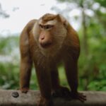 A close-up portrait of a monkey in its natural habitat in Tambon Wichit, Phuket, Thailand.