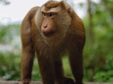 A close-up portrait of a monkey in its natural habitat in Tambon Wichit, Phuket, Thailand.
