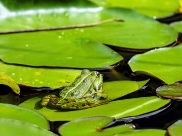 Green frog sitting on lush lily pad in a tranquil pond surrounded by vibrant leaves.