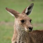 Close-up portrait of an Eastern Grey Kangaroo in Brisbane, Australia.