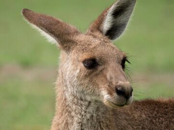 Close-up portrait of an Eastern Grey Kangaroo in Brisbane, Australia.