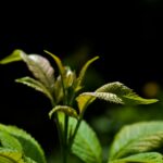 Detailed view of vibrant green leaves illuminated in natural sunlight.