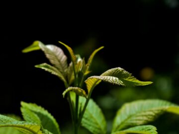 Detailed view of vibrant green leaves illuminated in natural sunlight.