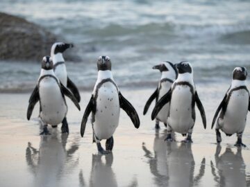 Group of African penguins walking on a beach at sunrise in South Africa.