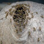 Vibrant close-up of wasps on a nest in Bagua Grande, Perú.
