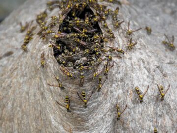 Vibrant close-up of wasps on a nest in Bagua Grande, Perú.