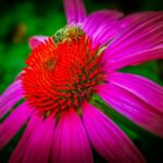 Close-up photograph of a bee perched on a vivid purple coneflower, emphasizing pollination and natural beauty.