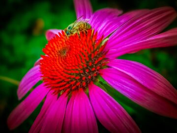 Close-up photograph of a bee perched on a vivid purple coneflower, emphasizing pollination and natural beauty.