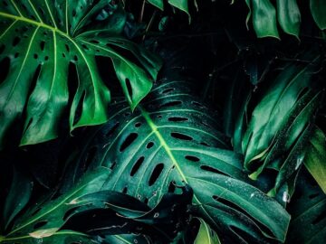 A detailed close-up of lush green Monstera leaves showcasing texture and natural beauty.