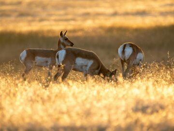 Three pronghorns graze in a sunlit meadow, capturing serene wildlife and nature.
