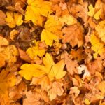 A colorful carpet of autumn leaves in Coroiești, Romania, showcasing vibrant fall colors.